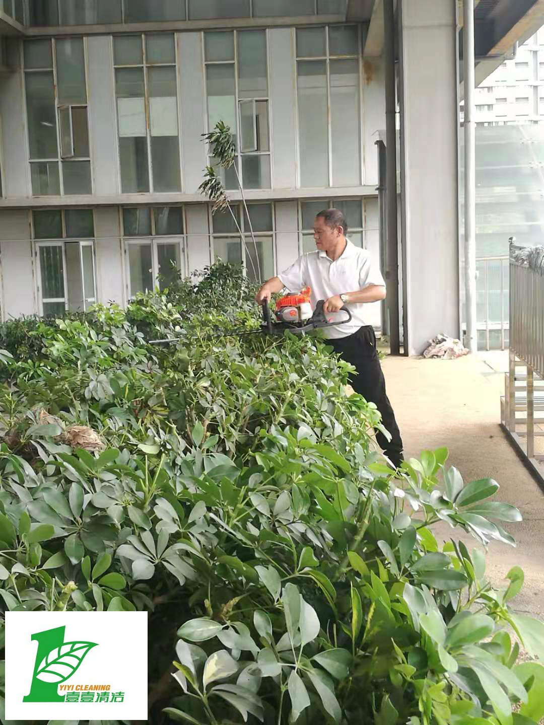 壹壹公司告訴您綠化養(yǎng)護(hù)必備修剪技巧？